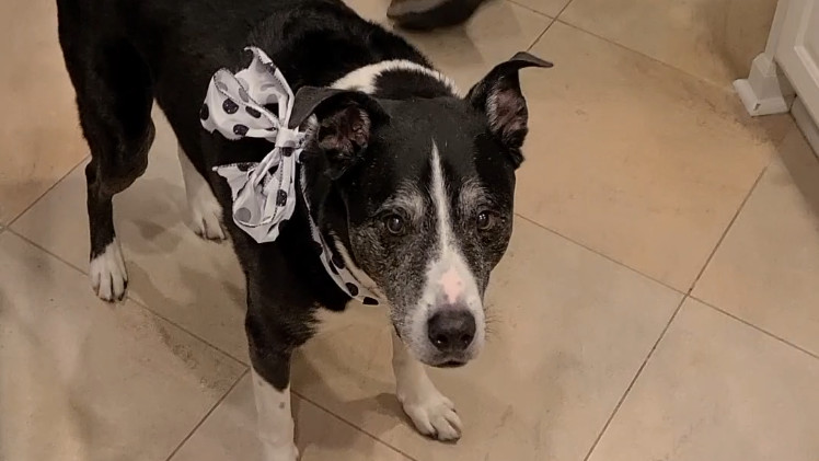 Lewis with a Bow On